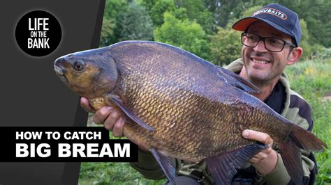 bream fishing|Bream Fishing & How to Catch Them .